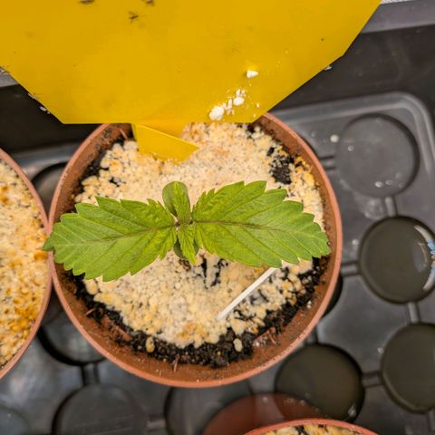 Northern Lights #5 X Haze #2 growlog timeline photo