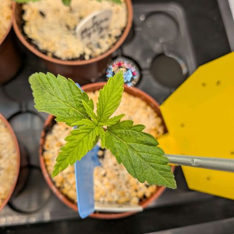 Northern Lights #5 X Haze #1 growlog timeline photo