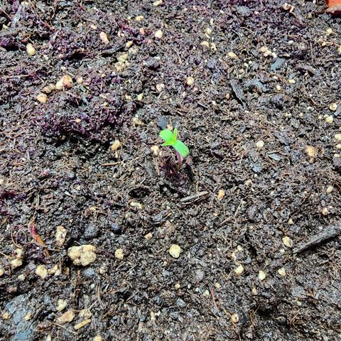 #2 Northern Lights  growlog timeline photo