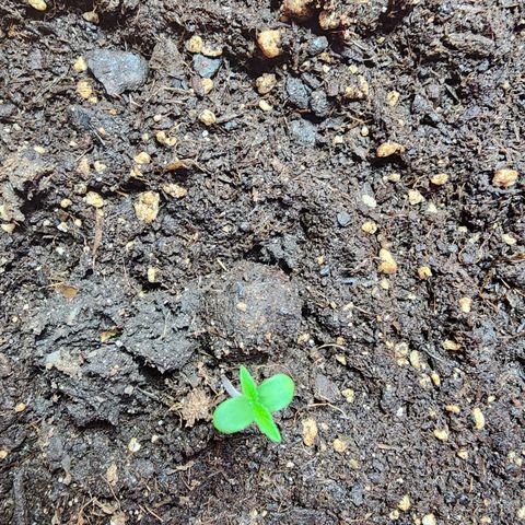 #2 Northern Lights  growlog timeline photo