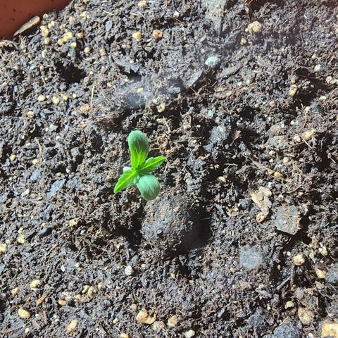 #2 Northern Lights  growlog timeline photo