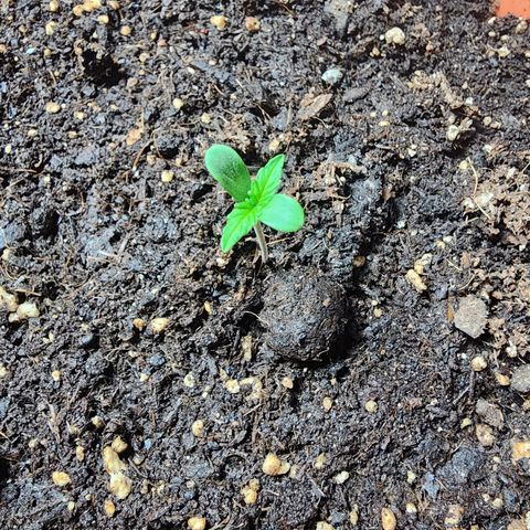 #2 Northern Lights  growlog timeline photo