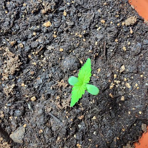 #2 Northern Lights  growlog timeline photo
