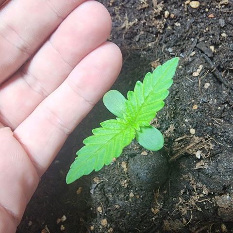 #2 Northern Lights  growlog timeline photo