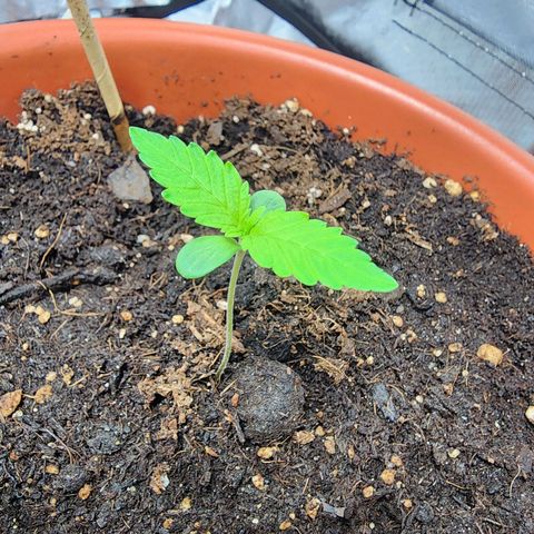 #2 Northern Lights  growlog timeline photo