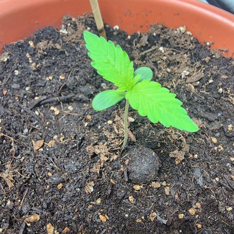 #2 Northern Lights  growlog timeline photo