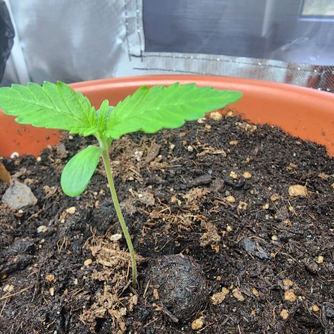 #2 Northern Lights  growlog timeline photo