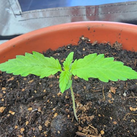 #2 Northern Lights  growlog timeline photo