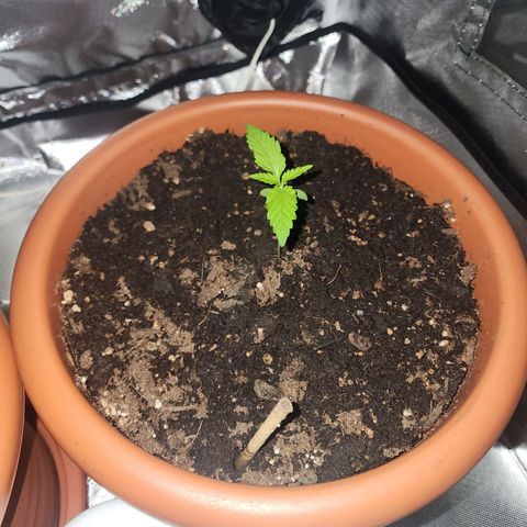 #2 Northern Lights  growlog timeline photo