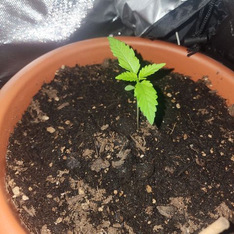 #2 Northern Lights  growlog timeline photo