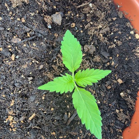 #2 Northern Lights  growlog timeline photo