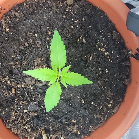 #2 Northern Lights  growlog timeline photo