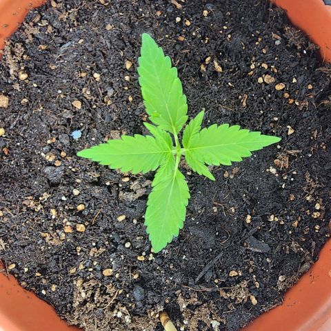 #2 Northern Lights  growlog timeline photo