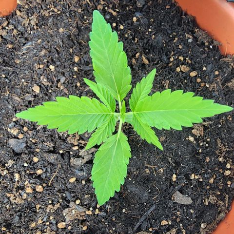 #2 Northern Lights  growlog timeline photo