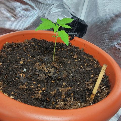 #2 Northern Lights  growlog timeline photo