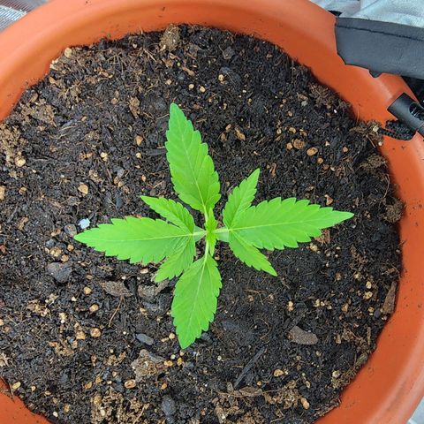 #2 Northern Lights  growlog timeline photo