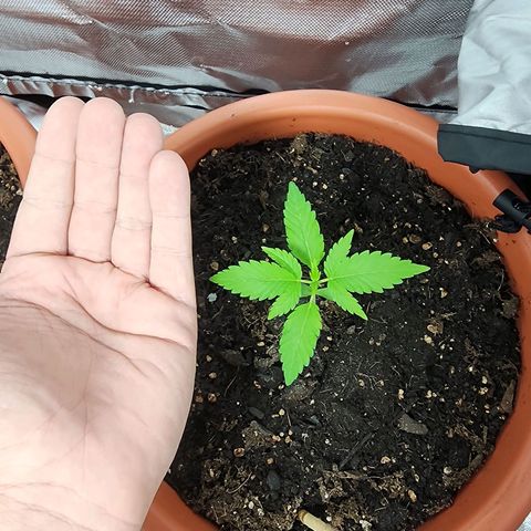 #2 Northern Lights  growlog timeline photo
