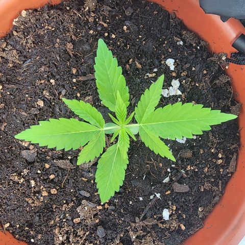 #2 Northern Lights  growlog timeline photo