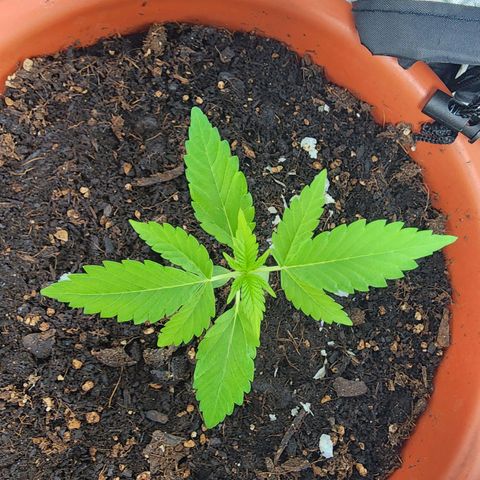 #2 Northern Lights  growlog timeline photo