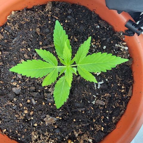 #2 Northern Lights  growlog timeline photo