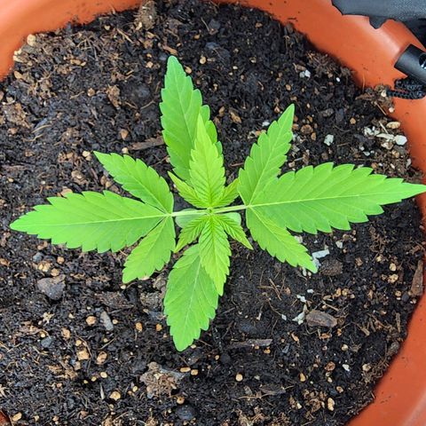 #2 Northern Lights  growlog timeline photo