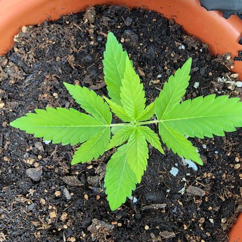 #2 Northern Lights  growlog timeline photo