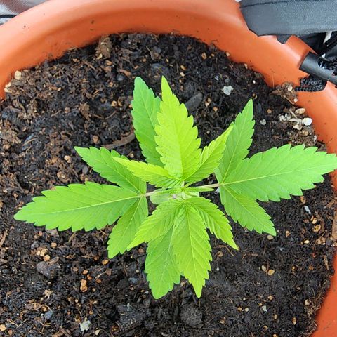 #2 Northern Lights  growlog timeline photo