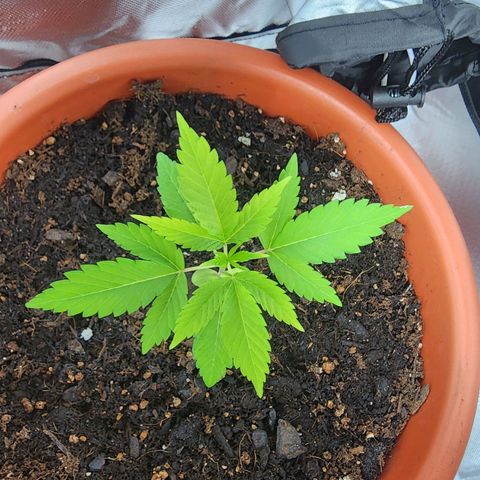 #2 Northern Lights  growlog timeline photo
