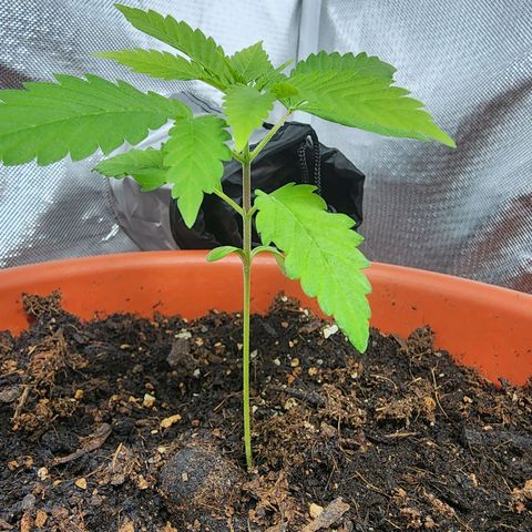 #2 Northern Lights  growlog timeline photo