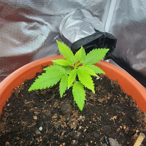 #2 Northern Lights  growlog timeline photo