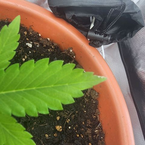 #2 Northern Lights  growlog timeline photo