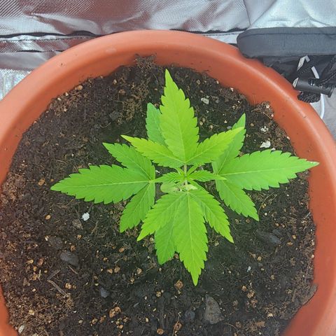 #2 Northern Lights  growlog timeline photo