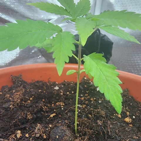 #2 Northern Lights  growlog timeline photo