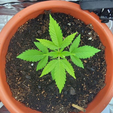 #2 Northern Lights  growlog timeline photo