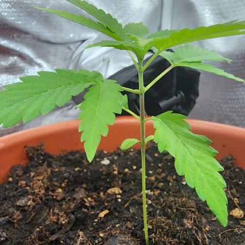 #2 Northern Lights  growlog timeline photo