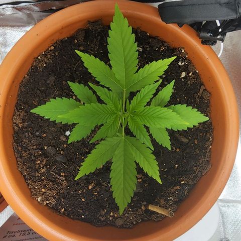 #2 Northern Lights  growlog timeline photo