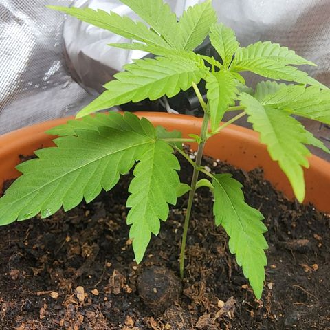 #2 Northern Lights  growlog timeline photo