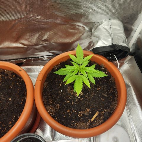 #2 Northern Lights  growlog timeline photo