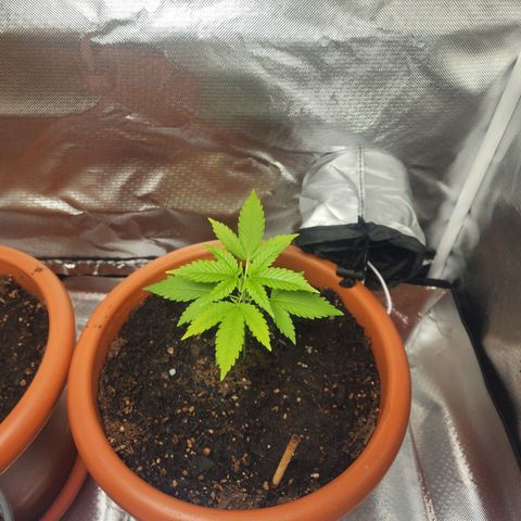 #2 Northern Lights  growlog timeline photo