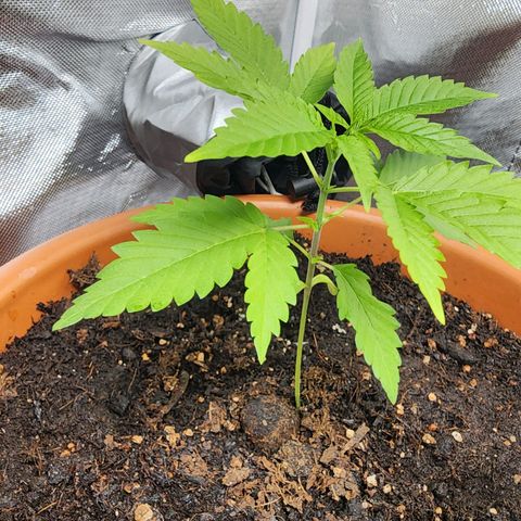 #2 Northern Lights  growlog timeline photo