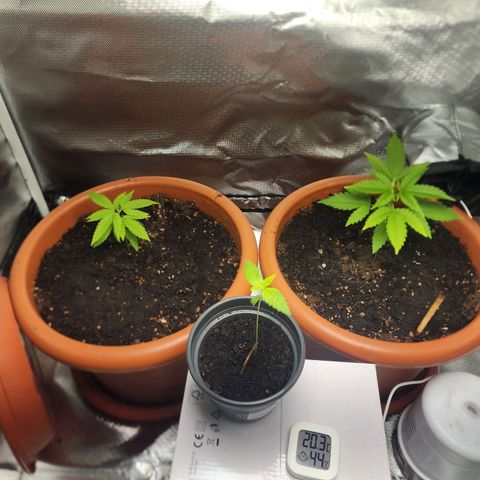#2 Northern Lights  growlog timeline photo