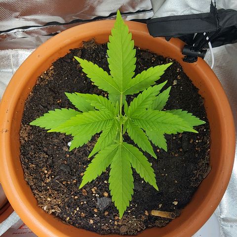 #2 Northern Lights  growlog timeline photo