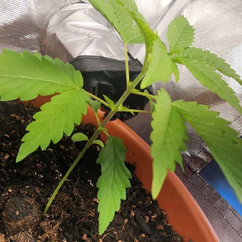 #2 Northern Lights  growlog timeline photo