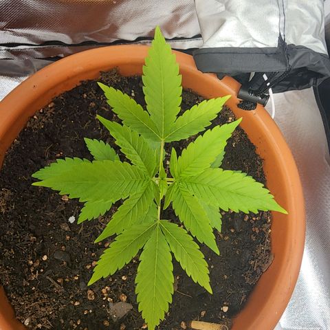 #2 Northern Lights  growlog timeline photo