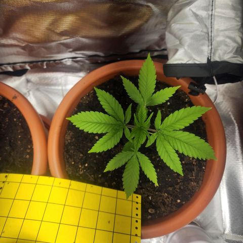 #2 Northern Lights  growlog timeline photo
