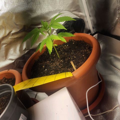 #2 Northern Lights  growlog timeline photo