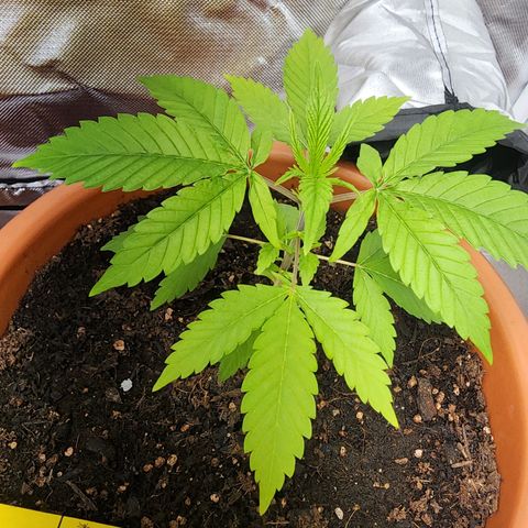 #2 Northern Lights  growlog timeline photo