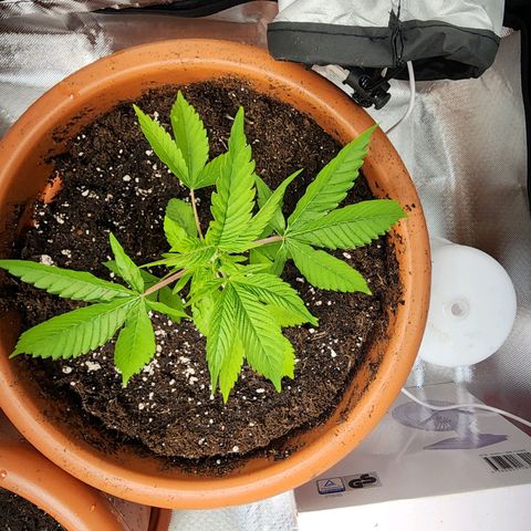 #2 Northern Lights  growlog timeline photo