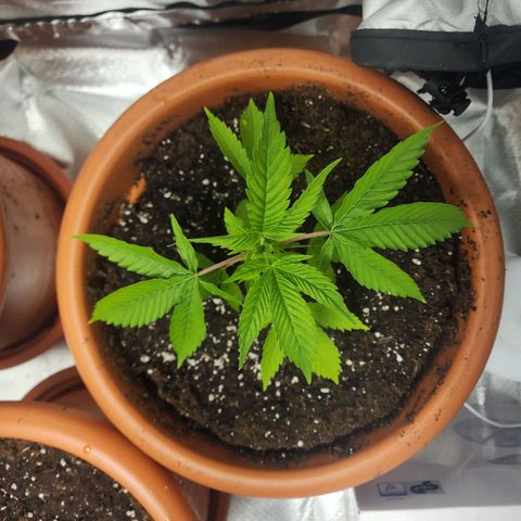 #2 Northern Lights  growlog timeline photo