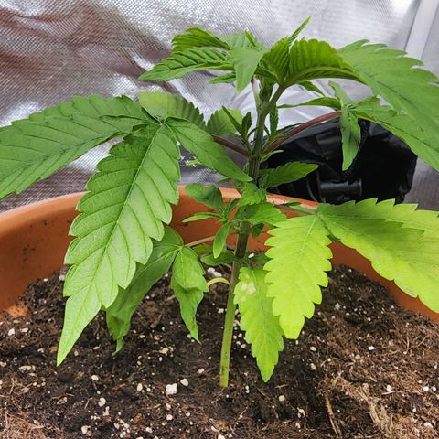 #2 Northern Lights  growlog timeline photo